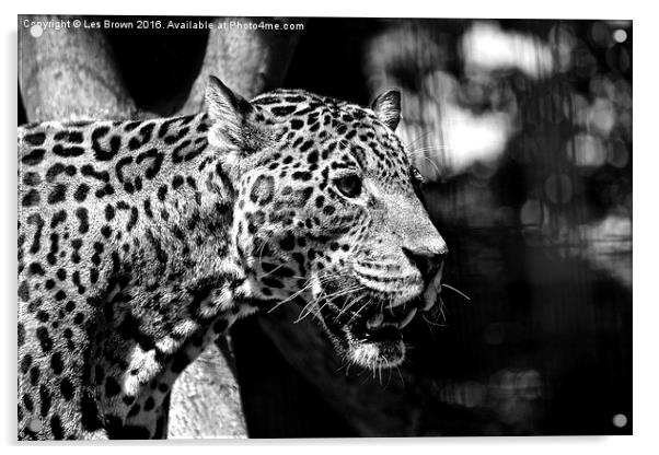  Jaguar  Acrylic by Les Brown