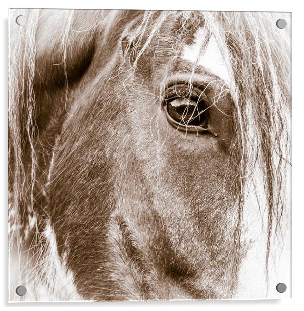 High Key Clydesdale Acrylic by Willie Cowie