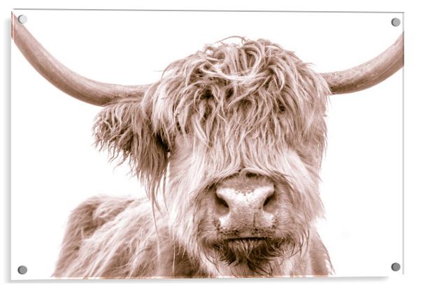 Hairy Coo Collection 1 of 7 Acrylic by Willie Cowie
