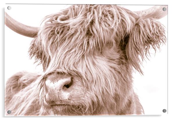 Hairy Coo Collection 5 of 7 Acrylic by Willie Cowie