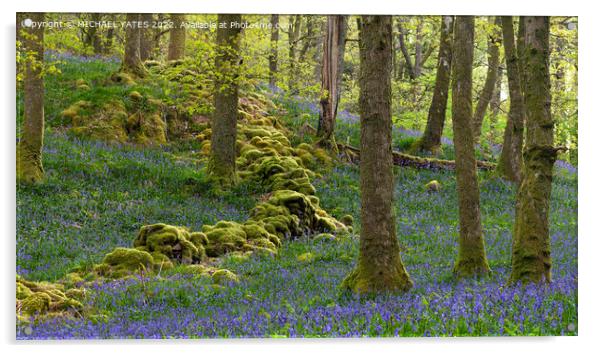 Bluebell Wood Acrylic by MICHAEL YATES