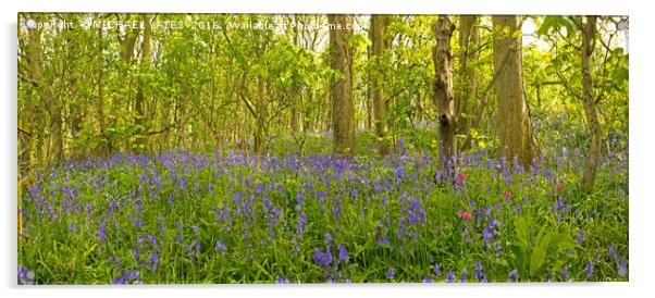 Enchanting Bluebell Forest Acrylic by MICHAEL YATES
