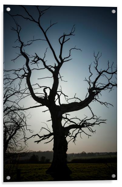 Lonely Dead Tree Acrylic by Darren Willmin