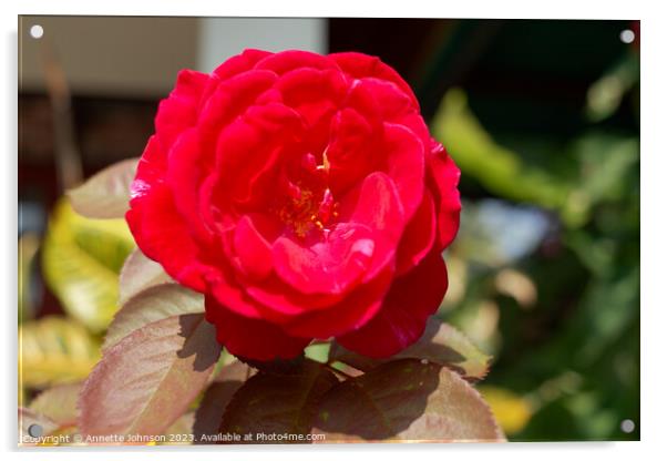 Camellia japonica Acrylic by Annette Johnson