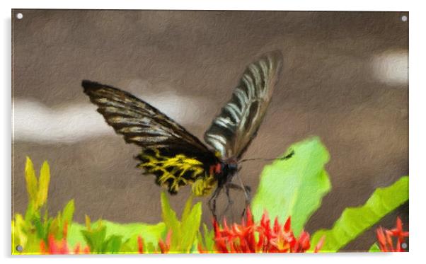 Golden Birdwing Butterfly Acrylic by Annette Johnson