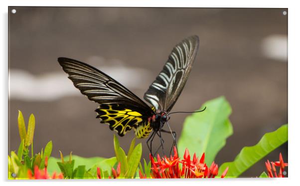 Golden Birdwing Butterfly Acrylic by Annette Johnson