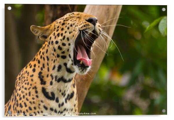 Panthera pardus #3 Acrylic by Annette Johnson