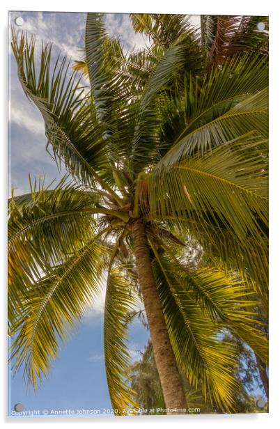 Coconut palm (cocos nucifera) Acrylic by Annette Johnson