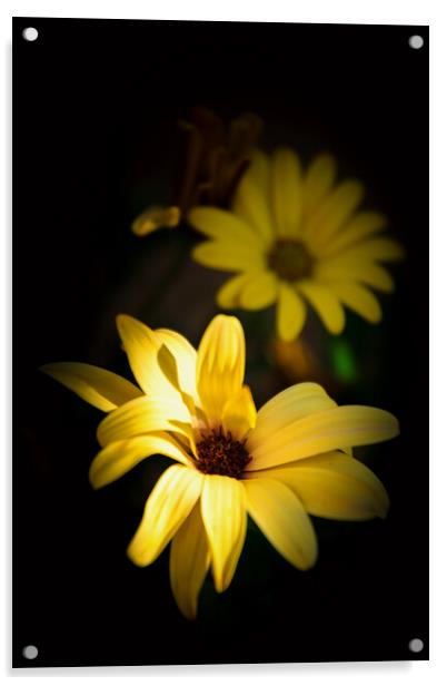 Vibrant Golden Cape Daisy Flowers Acrylic by Jeremy Sage