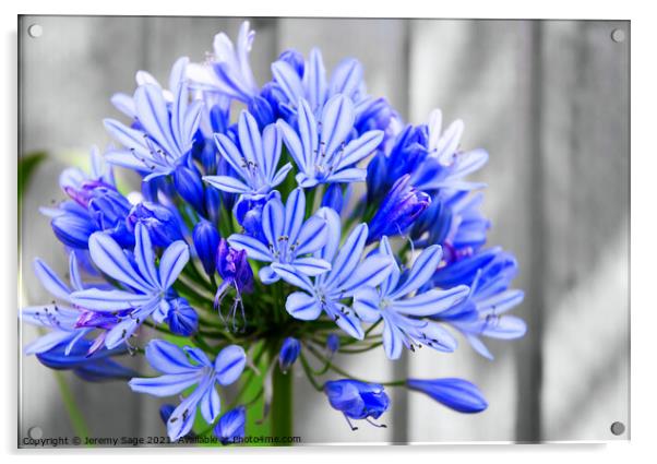 Majestic Blue African Lily Acrylic by Jeremy Sage