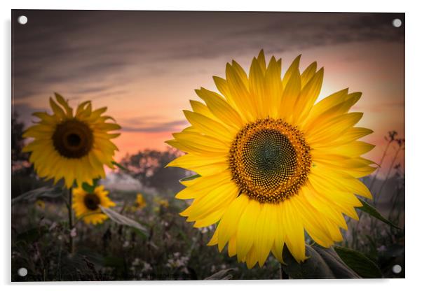 Sunflower Symphony Acrylic by Jeremy Sage