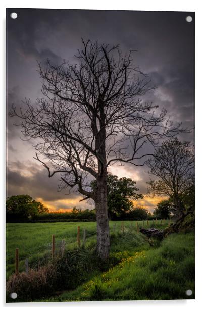 Ash Tree in Rural Kent Acrylic by Jeremy Sage