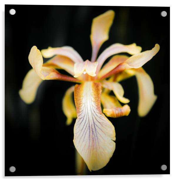 Radiant Iris Blossom Acrylic by Jeremy Sage