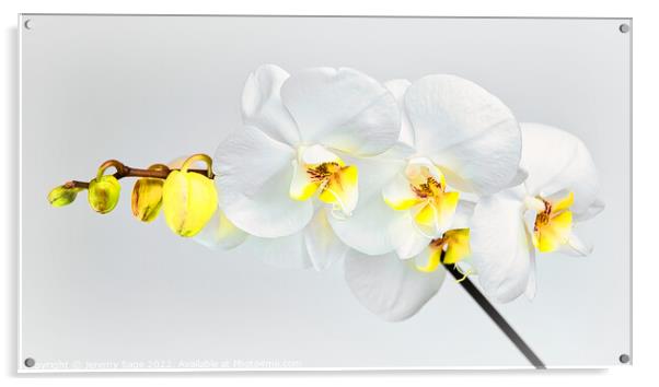 Moth Orchid Acrylic by Jeremy Sage
