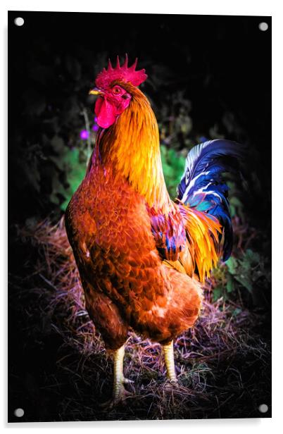 Majestic Cockerel Strutting Outdoors Acrylic by Jeremy Sage