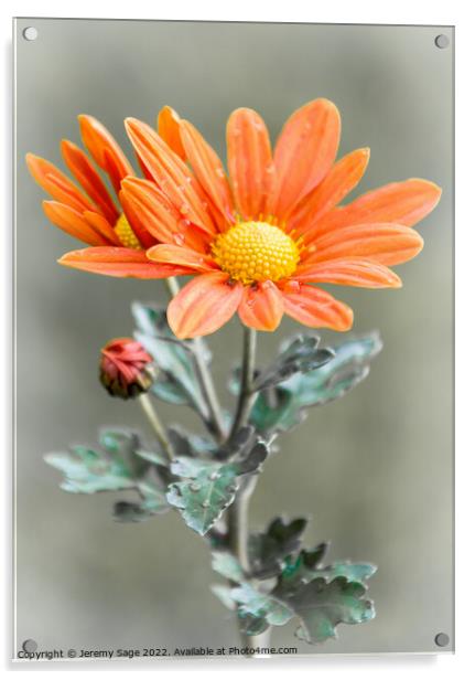 Chrysanthemum flower Acrylic by Jeremy Sage