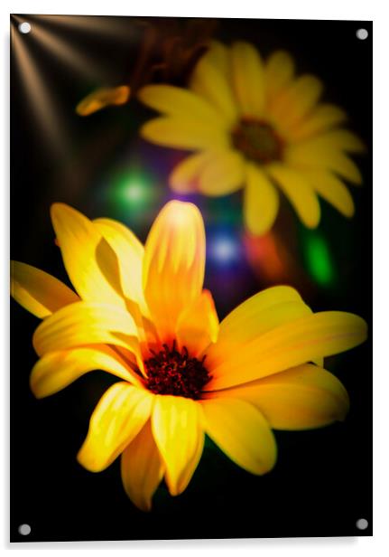 Radiant Blooms Acrylic by Jeremy Sage