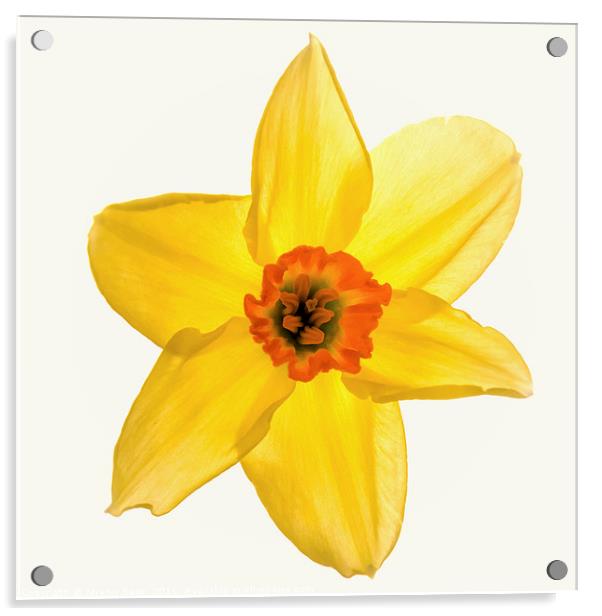 Radiant Daffodil Acrylic by Jeremy Sage