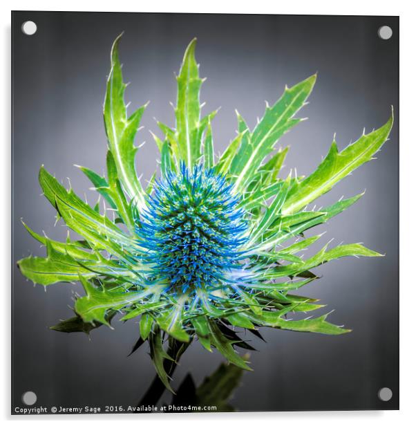 Blue Eryngium Acrylic by Jeremy Sage
