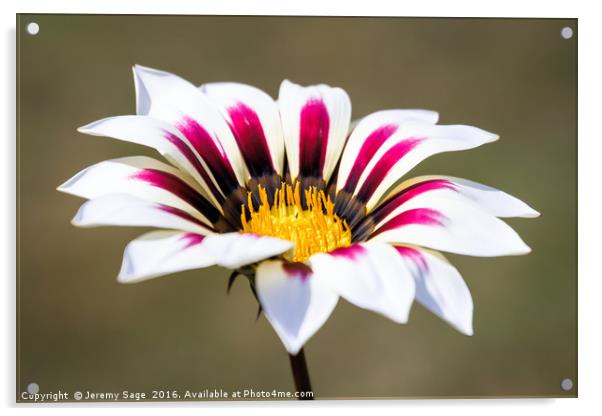 Gazania in Bloom Acrylic by Jeremy Sage