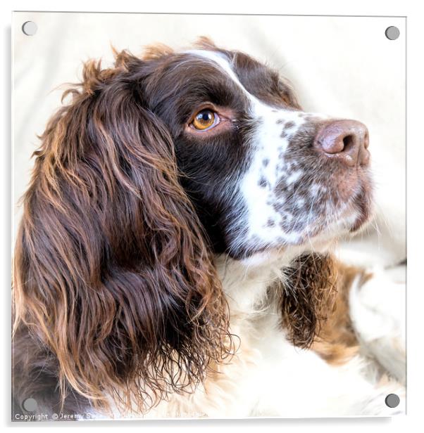 Majestic English Springer Spaniel  Acrylic by Jeremy Sage