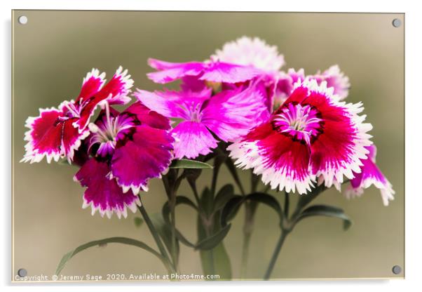 Vibrant Dianthus Blooms Acrylic by Jeremy Sage