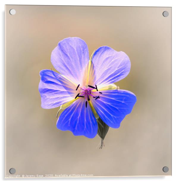 Enchanting Blooms of the Wild Geranium Acrylic by Jeremy Sage