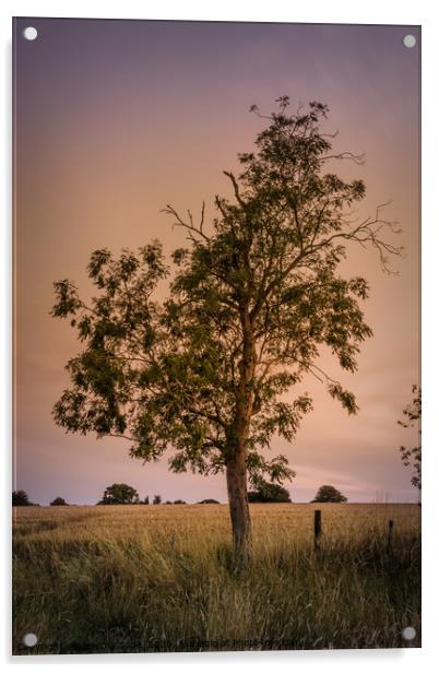 The Majestic Evening Tree Acrylic by Jeremy Sage