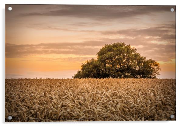 The wheat field Acrylic by Jeremy Sage
