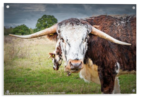 English Longhorn Cow Acrylic by Jeremy Sage