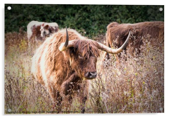 Majestic Highland Cattle Acrylic by Jeremy Sage