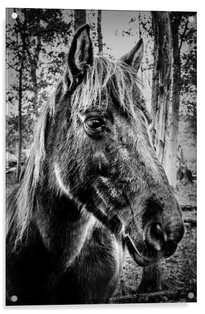 Konik Pony Acrylic by Jeremy Sage