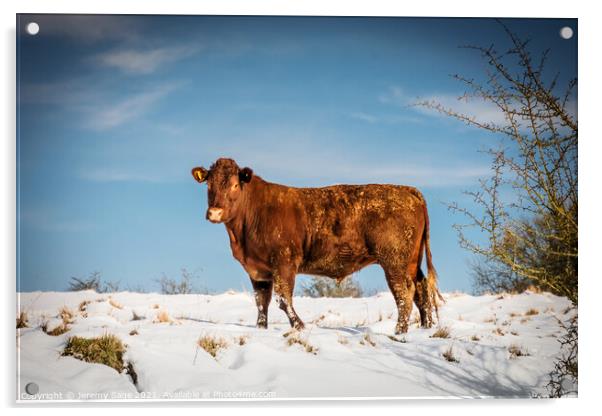Majestic Sussex Cow in Snow Acrylic by Jeremy Sage