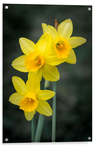 Miniature spring daffodils Acrylic by Jeremy Sage