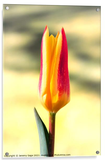 Tulip flower Acrylic by Jeremy Sage