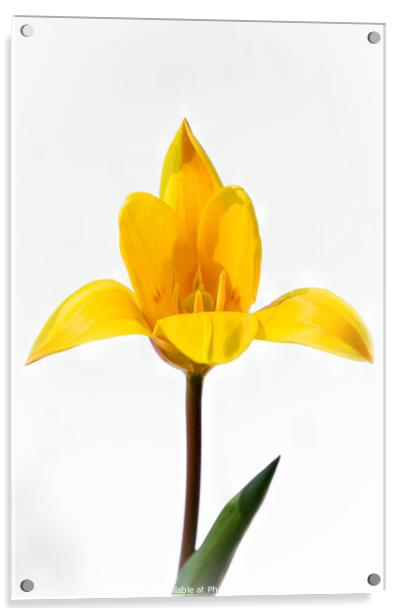 The yellow tulip Acrylic by Jeremy Sage