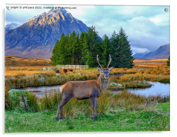 Deer at Glencoe Acrylic by phil pace