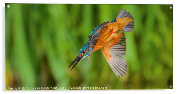 Diving kingfisher Acrylic by Corné van Oosterhout
