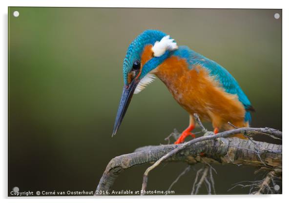 Common Kingfisher Acrylic by Corné van Oosterhout