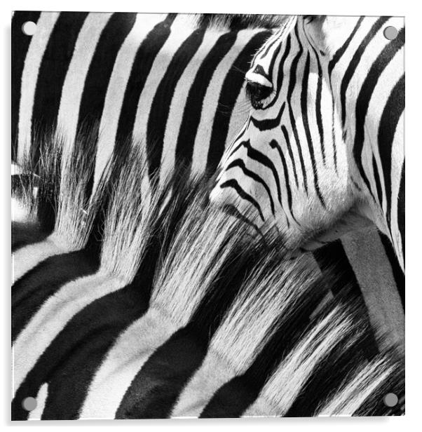Zebra Close up Acrylic by Norman Ferguson