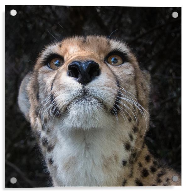 Cheetah Head Portrait Acrylic by Norman Ferguson