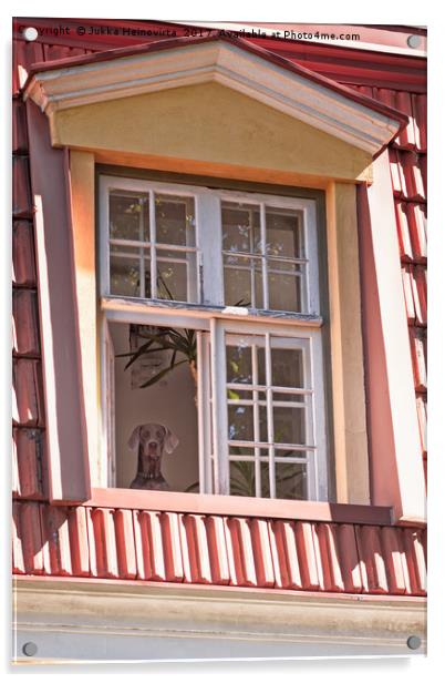 Dog Looking Out The Window Acrylic by Jukka Heinovirta