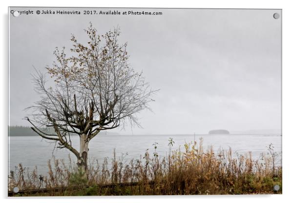 Birch Tree And An Island Acrylic by Jukka Heinovirta
