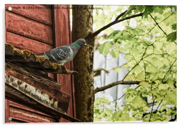Pigeon Watching Over The Street Acrylic by Jukka Heinovirta