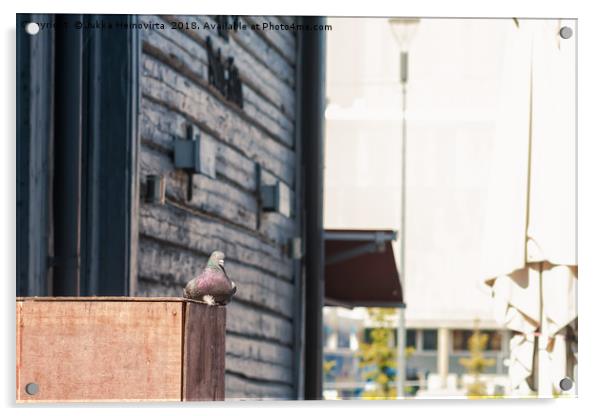 Pigeon Sitting On A Wooden Box Acrylic by Jukka Heinovirta