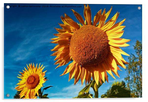 Sunflowers On An Autumn Morning Acrylic by Jukka Heinovirta