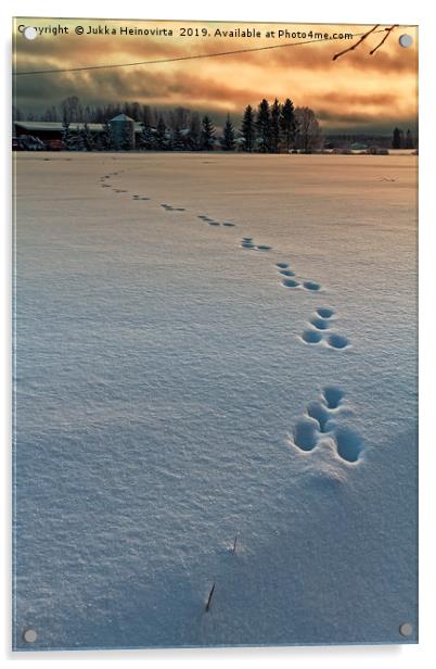 Rabbit Footprints In The Sunset Acrylic by Jukka Heinovirta