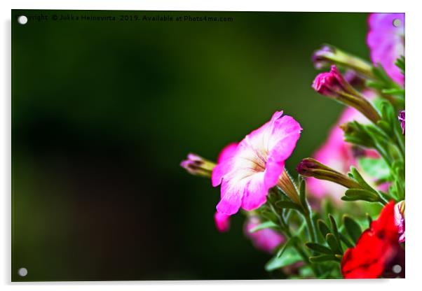 Pink And White Petunia Flower Acrylic by Jukka Heinovirta