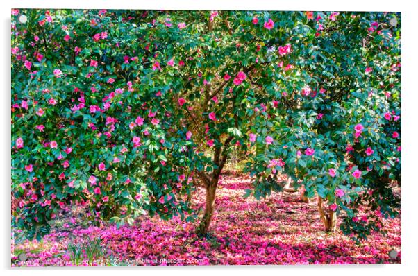 Blooming Camellia Trees with Pink Flowers Acrylic by Samuel Sequeira
