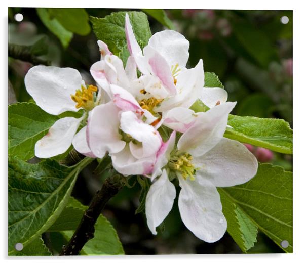 Apple blossom Acrylic by Dave Holt